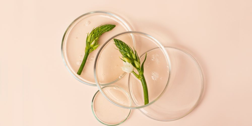 What is a Plant Callus Extract?  Purebble