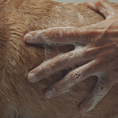 Load image into Gallery viewer, Calm Pet Botanic Therapy Shampoo
