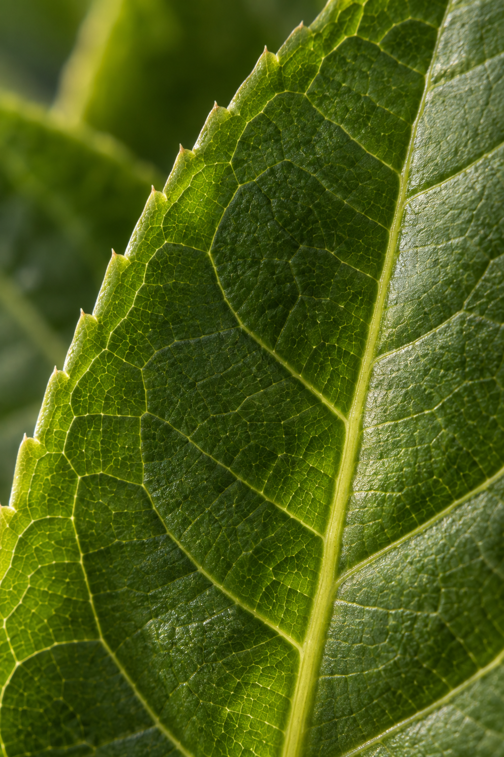 Green Tea Callus Extract