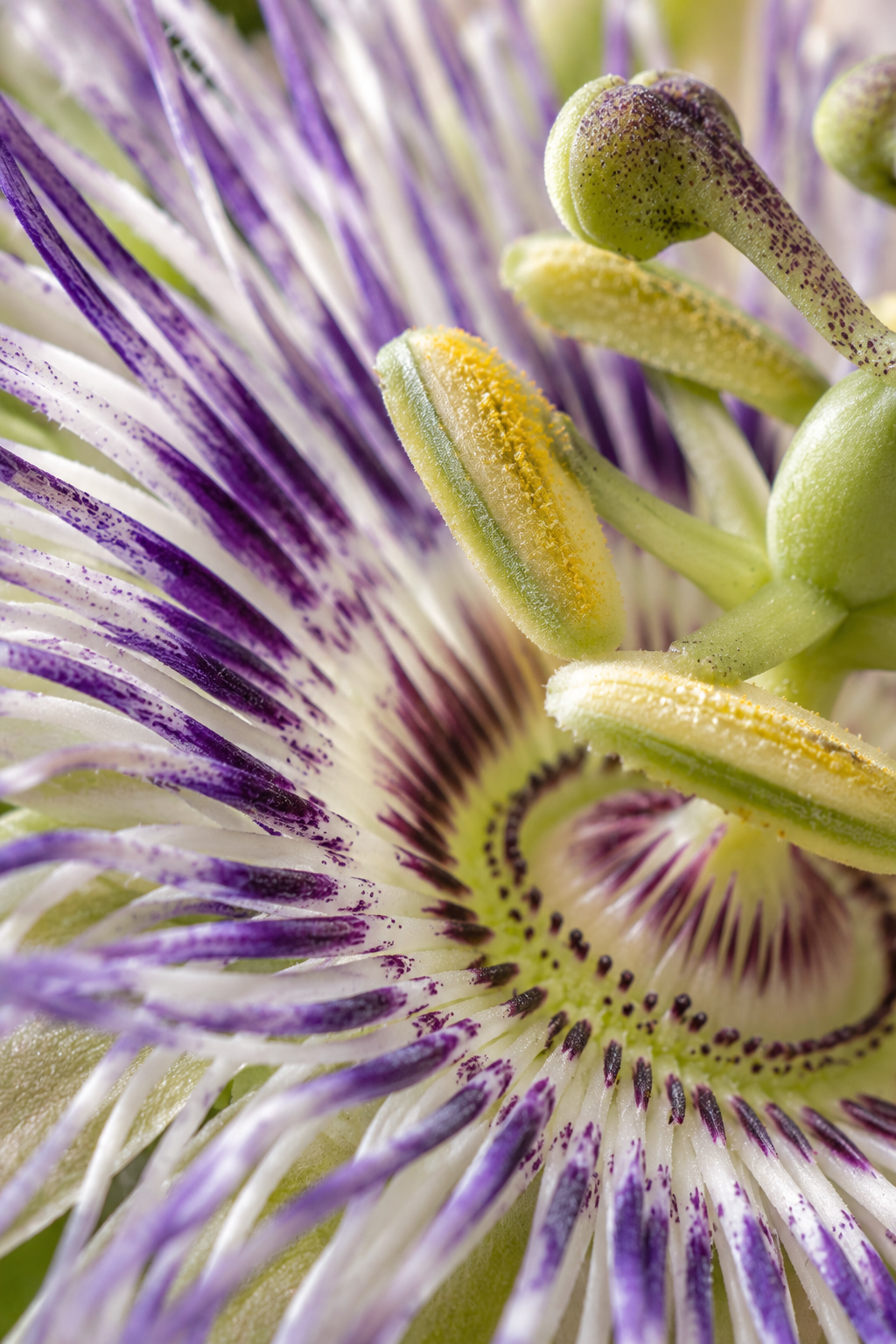 Wingstem Passion Flower Callus Extract