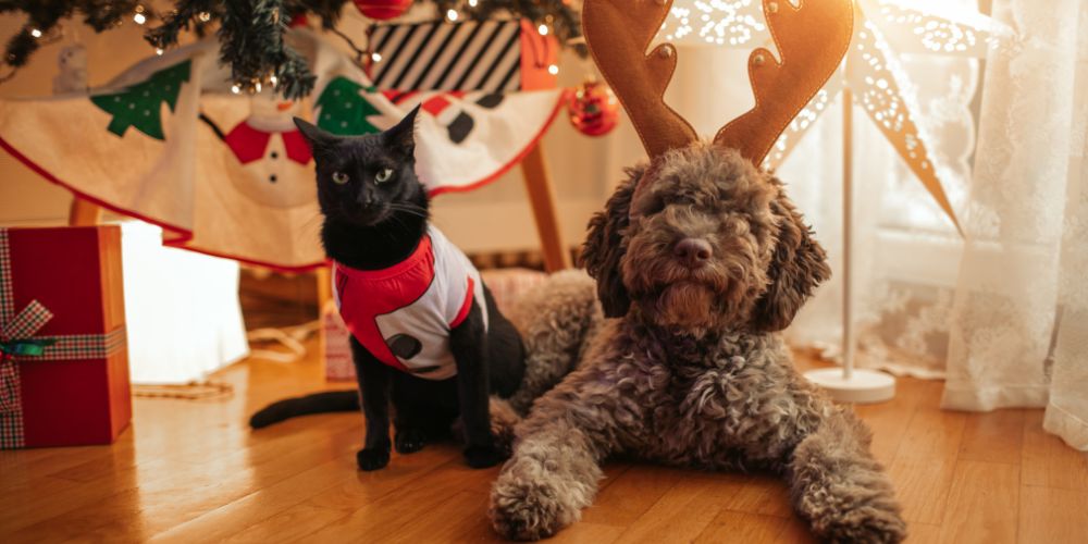 Pet Gift Guide