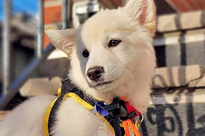 Rescue