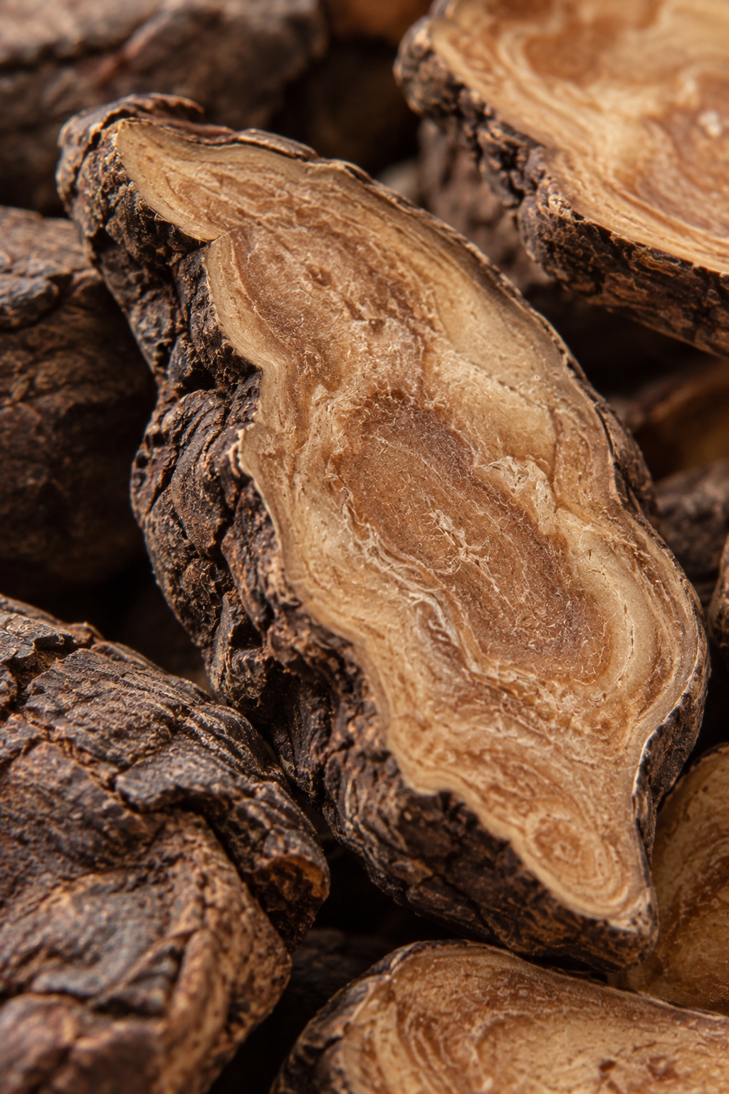 Fo-Ti Root