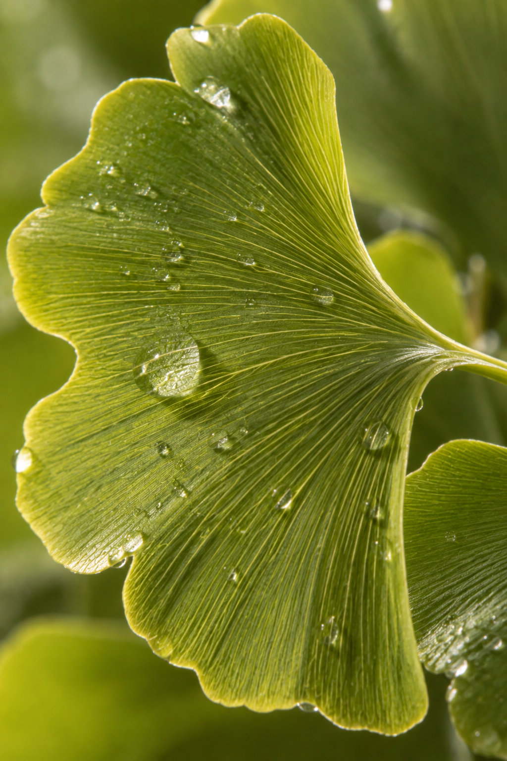 Ginkgo Leaf