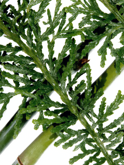 Botanical Ingredients