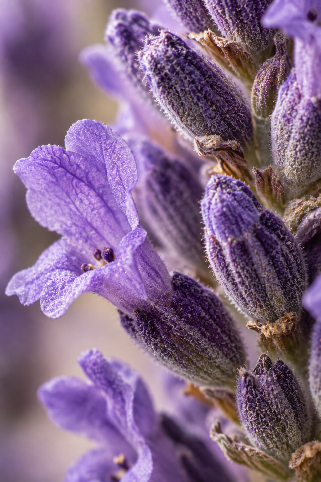 Lavender