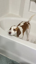 Load and play video in Gallery viewer, Calm Pet Botanic Therapy Shampoo
