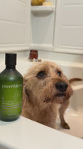 Load and play video in Gallery viewer, Refresh Pet Botanic Therapy Shampoo
