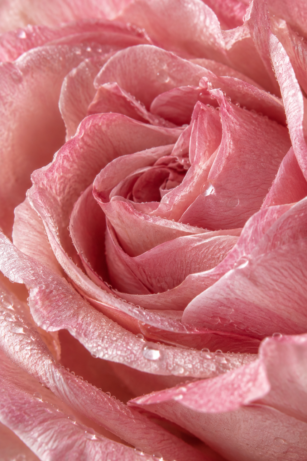 Damask Rose Callus Extract